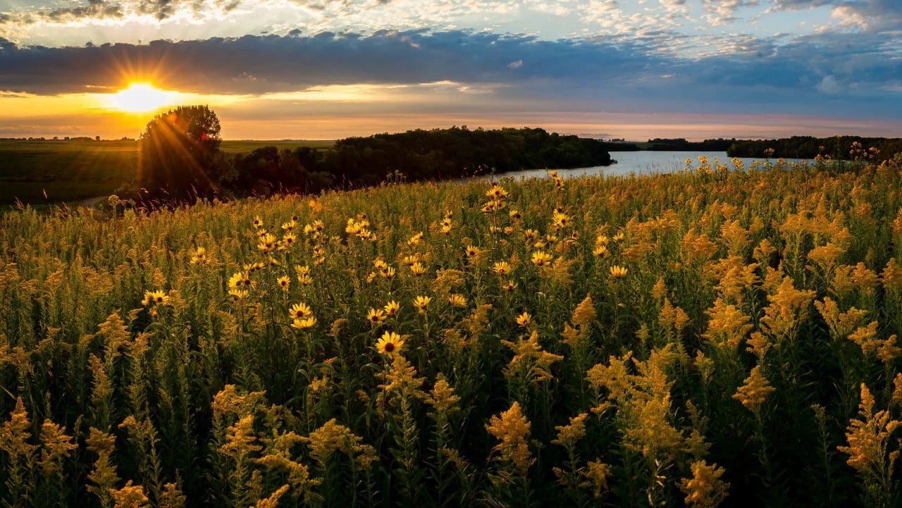 Field of wildflwoers at sunrise