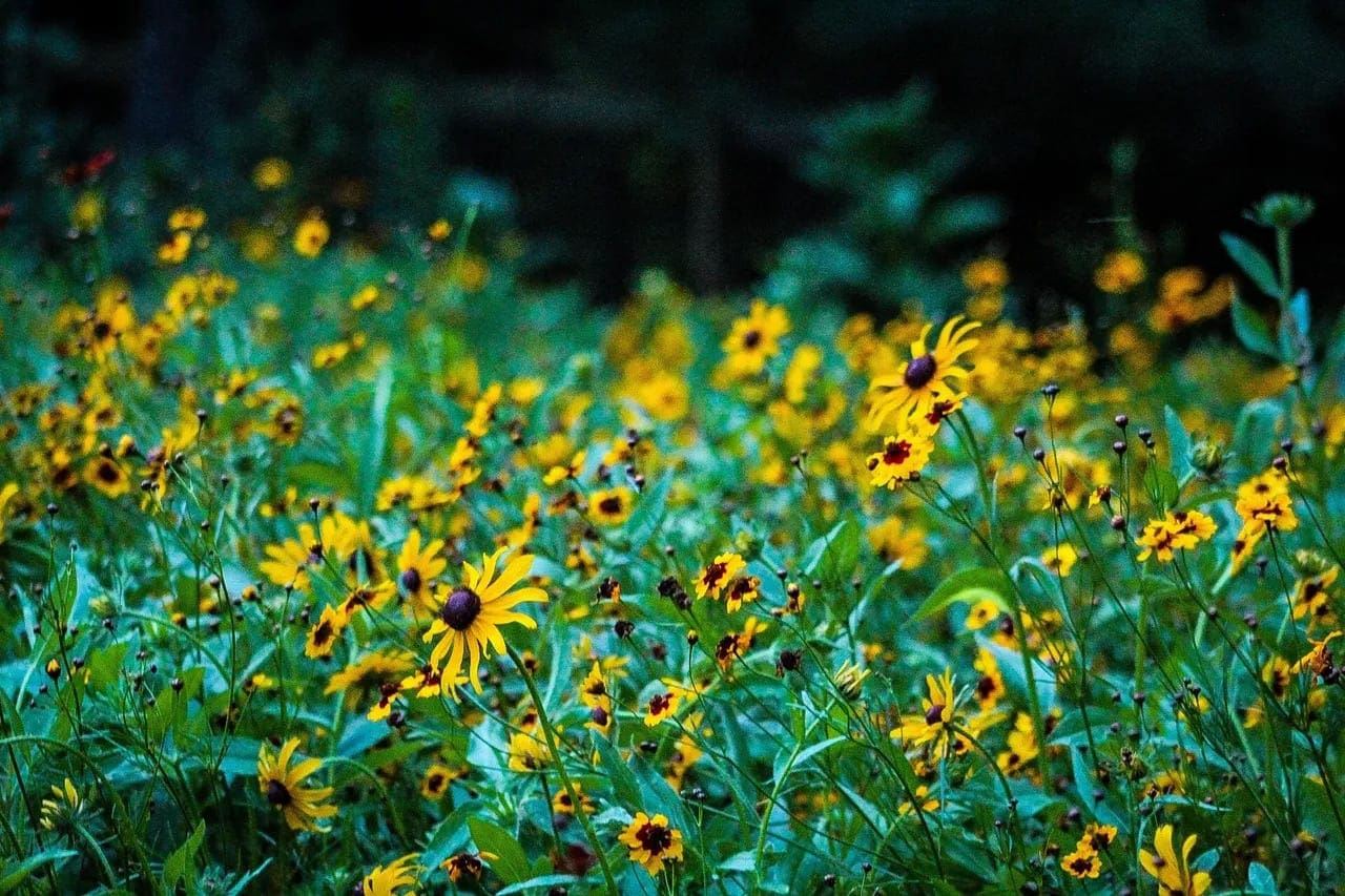 How To Start Native Landscaping | Pure Air Natives, image size:1280x853