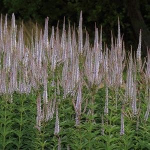 Culvers Root Wild Flower Seeds