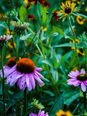 Budget Prairie Native Grass and Wild Flowers