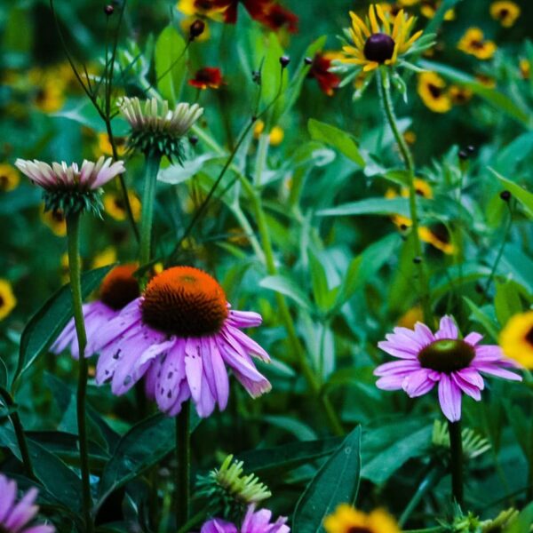 Budget Prairie Native Grass and Wild Flowers