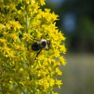 Showy Goldenrod Solidago speciosa