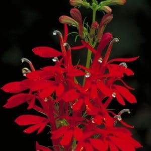 Cardinal Flower Lobelia cardinalis