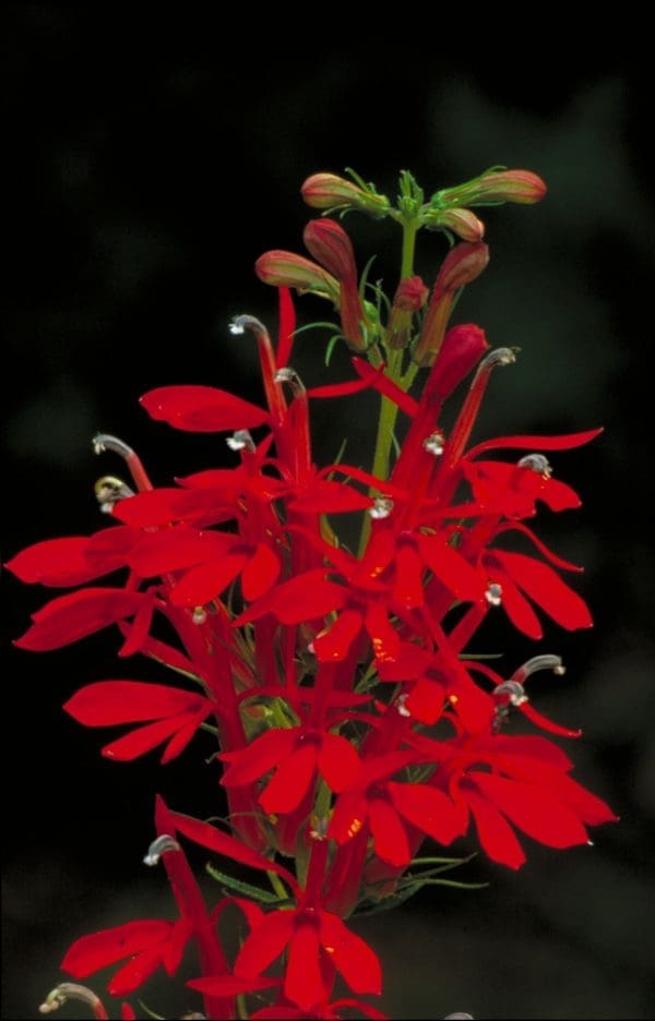 Cardinal Flower Lobelia cardinalis