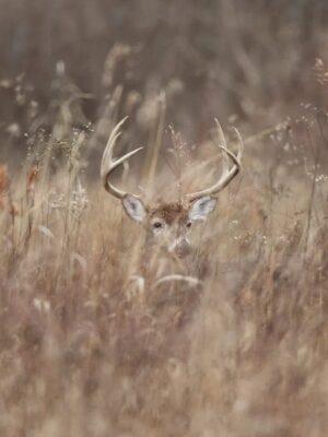 White-tailed deer buck hiding in grass bedding during autumn breeding season