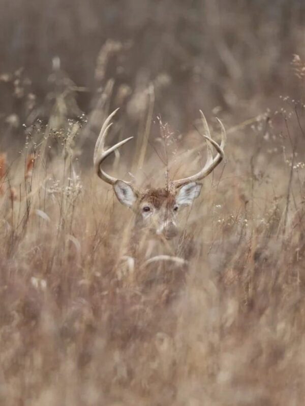 White-tailed deer buck hiding in grass bedding during autumn breeding season