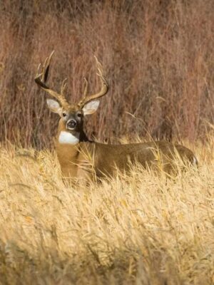 White-tailed buck standing in tall native grasses and edge habitat created for deer cover, bedding, and wildlife management.