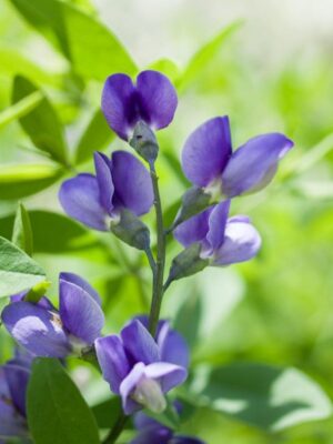 Cream Wild Indigo (Baptisia bracteata)