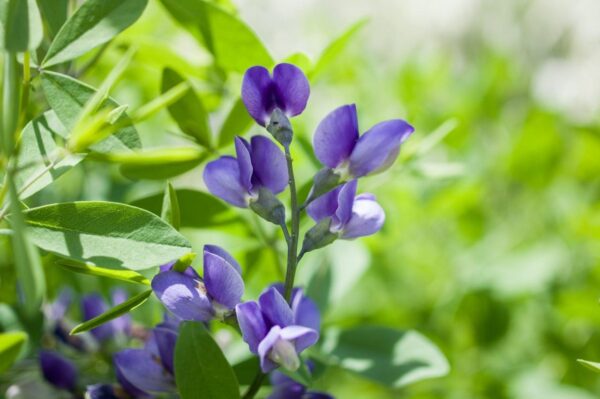 Cream Wild Indigo (Baptisia bracteata)