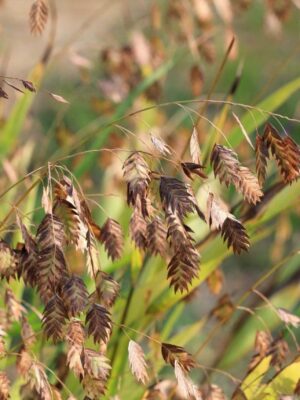 Chasmanthium latifolium
