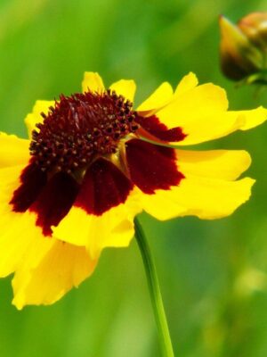 Plains Coreopsis (A) Seeds
