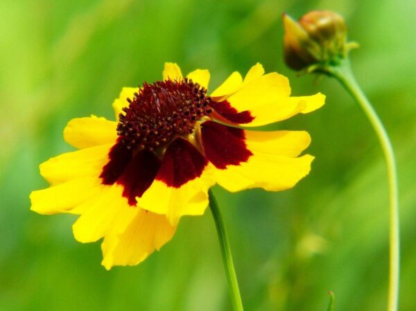 Plains Coreopsis (A) Seeds
