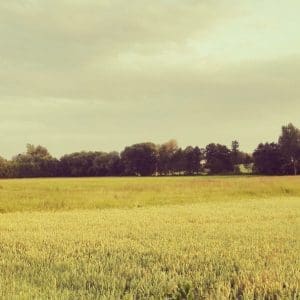 Prairie Grass Matrix-All Season