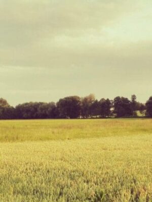 Prairie Grass Matrix-All Season