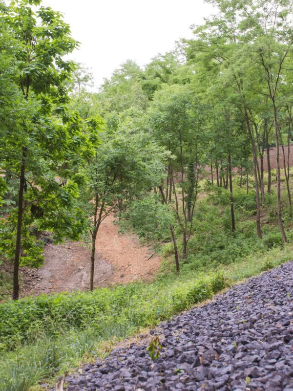 Big bluestem and little bluestem providing erosion control for stream bank