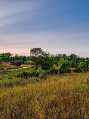 Beautiful native Midwest prairie overlooking a forest.