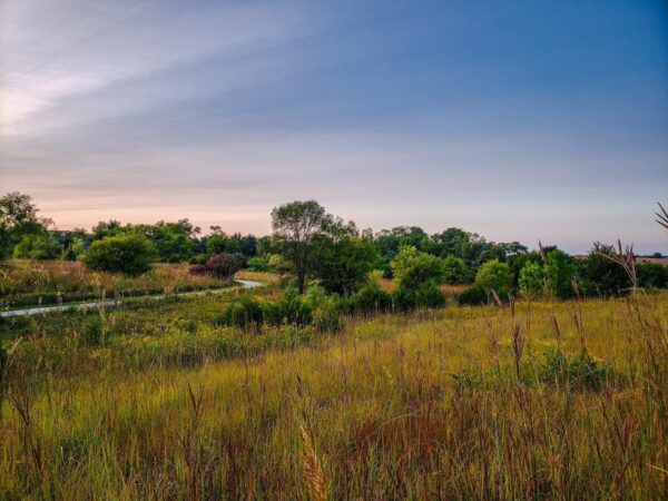 Beautiful native Midwest prairie overlooking a forest.