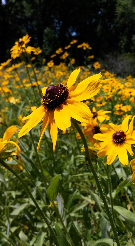 Black-Eyed Susan (hirta)