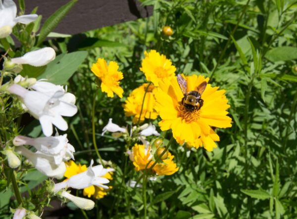 Bees & Butterflies Pollinator Seed Mix