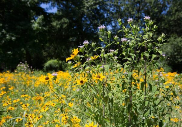 Pollinator (Forb Only) Wildflower Seeds Mix