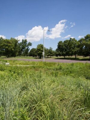 Turf Altnerative Full Sun Seed Mix