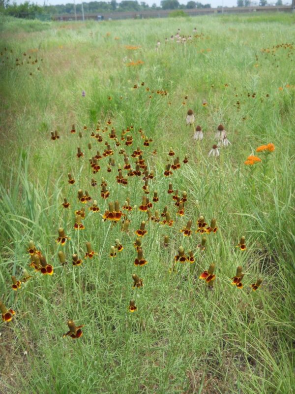 Missouri Wildflower Seed Mix
