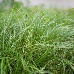 Sedge Meadow