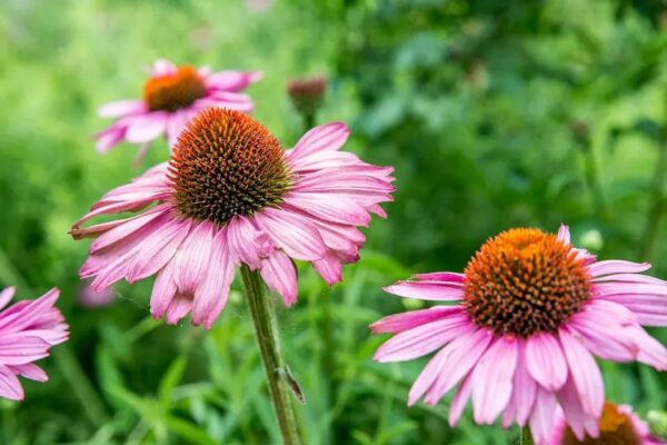 Native Purple ConeFlower Seeds