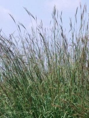 Big Bluestem Live Grass