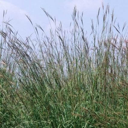 Big Bluestem Live Grass
