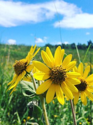 Ashy Sunflower wild flowers