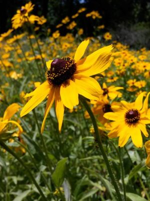 Black-Eyed Susan (hirta) Wildflowers