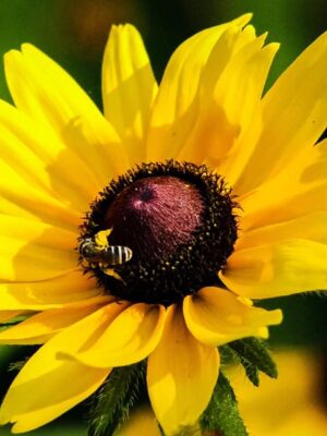 Black-Eyed Susan (hirta)