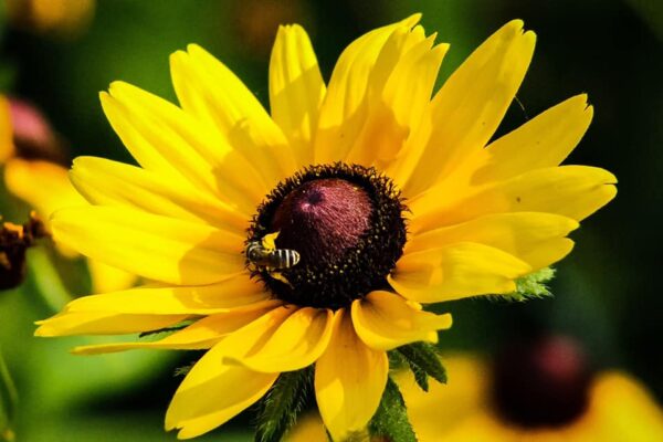 Black-Eyed Susan (hirta)