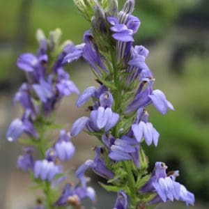 Blue Lobelia Lobelia siphilitica