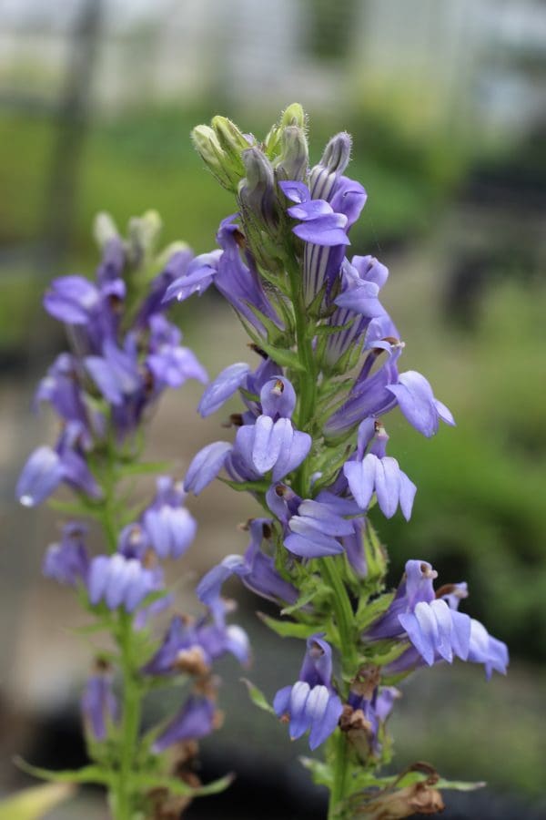 Blue Lobelia Lobelia siphilitica