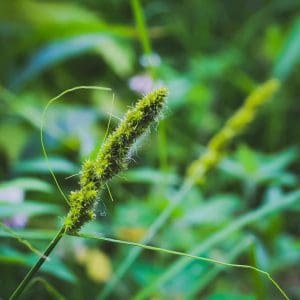 Brown Fox Sedge Carex Vulpinoidea