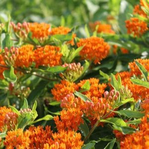 Butterfly Milkweed Plants