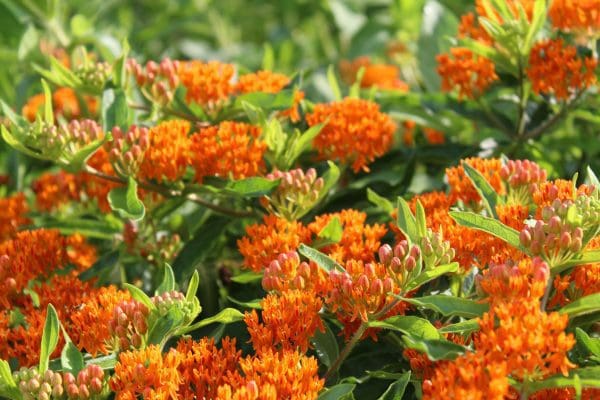 Butterfly Milkweed Plants