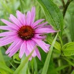 Coneflower Insert