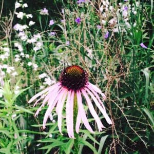 Pale Purple Coneflower Echinacea pallida