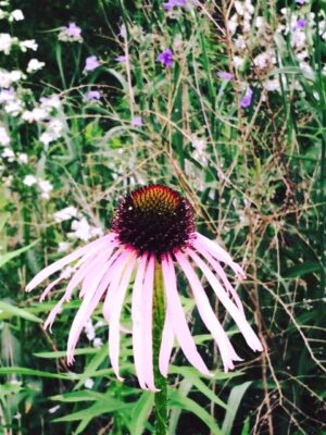 Pale Purple Coneflower Echinacea pallida