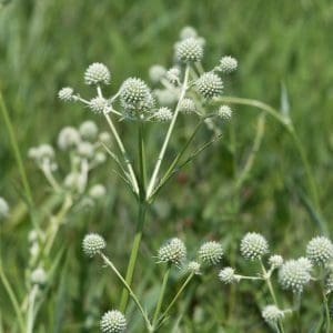 rattlesnake-master Eryngium yuccifolium