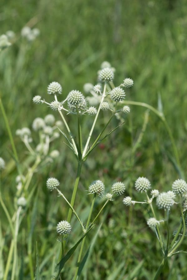 rattlesnake-master Eryngium yuccifolium