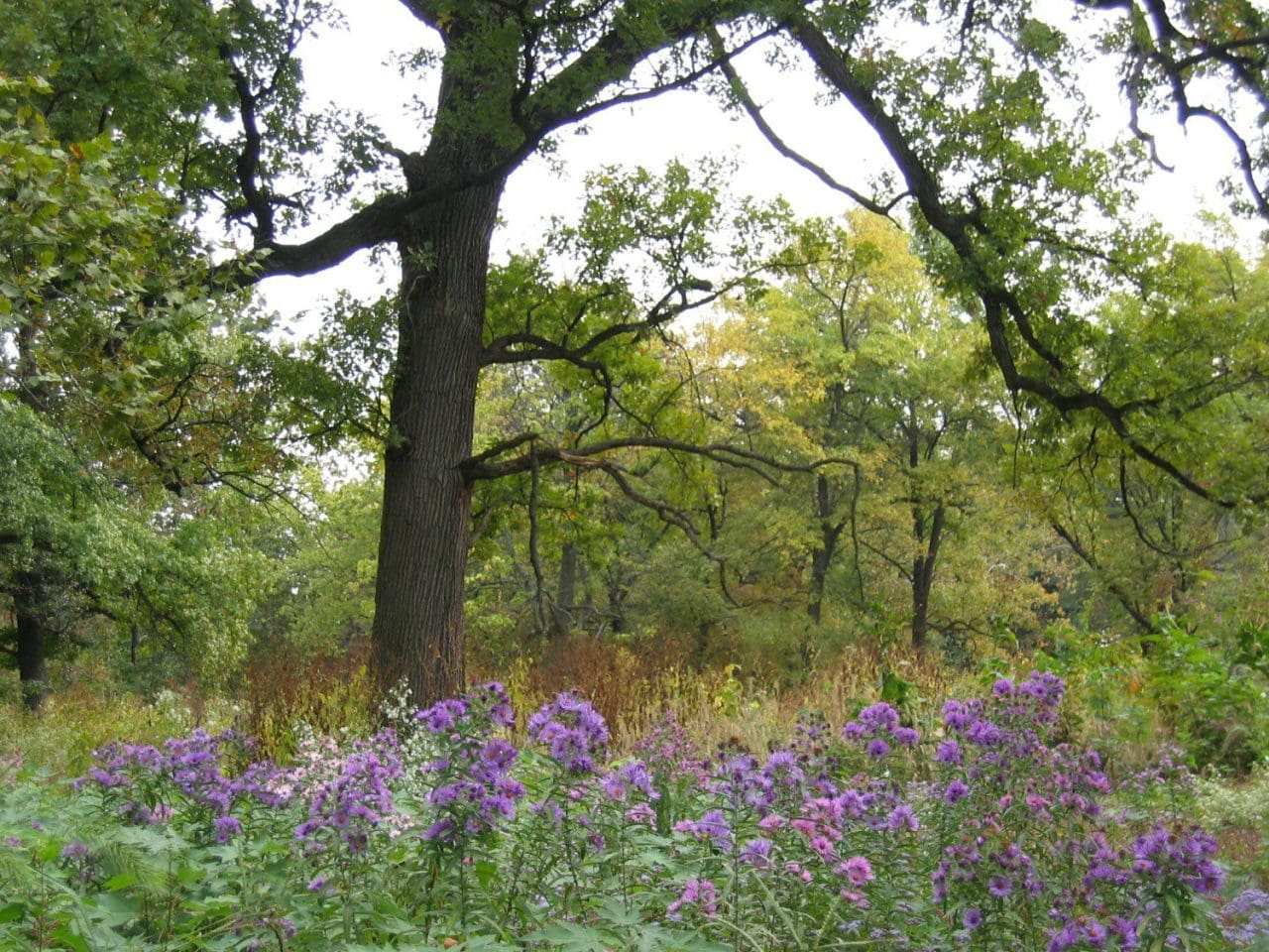 Showy Savanna Live Seed Mix Forest Park St Louis