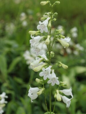 Foxglove Beardtongue Wildflowers