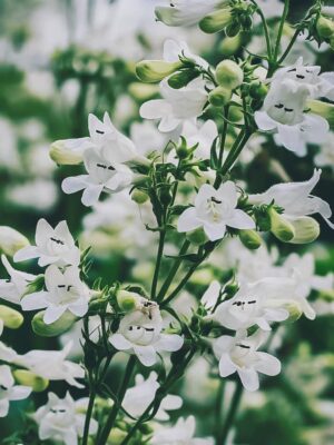 Foxglove Beardtongue