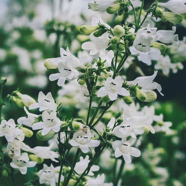 Foxglove Beardtongue