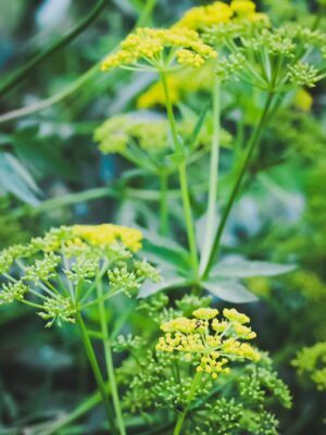 Golden Alexanders