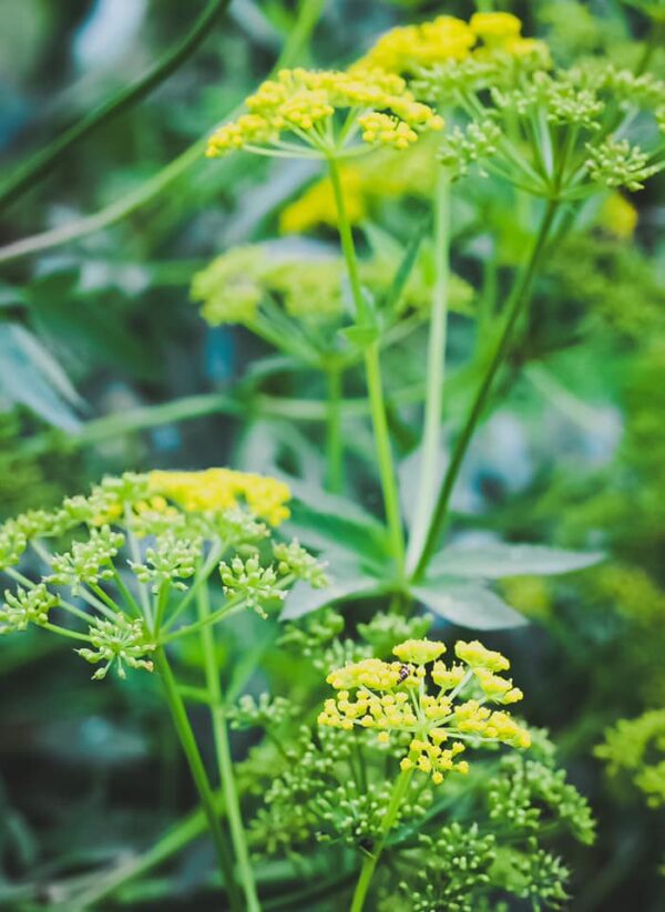 Golden Alexanders